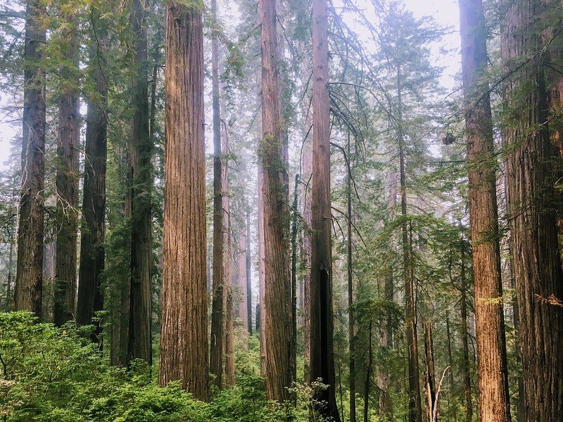 Northern California second-growth redwood forest
