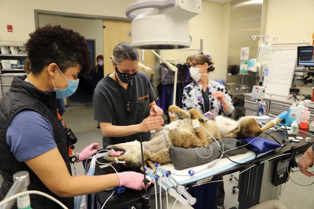An endangered red wolf, Chester, from Wash. zoo underwent veterinary surgery Tuesday at Oregon State University