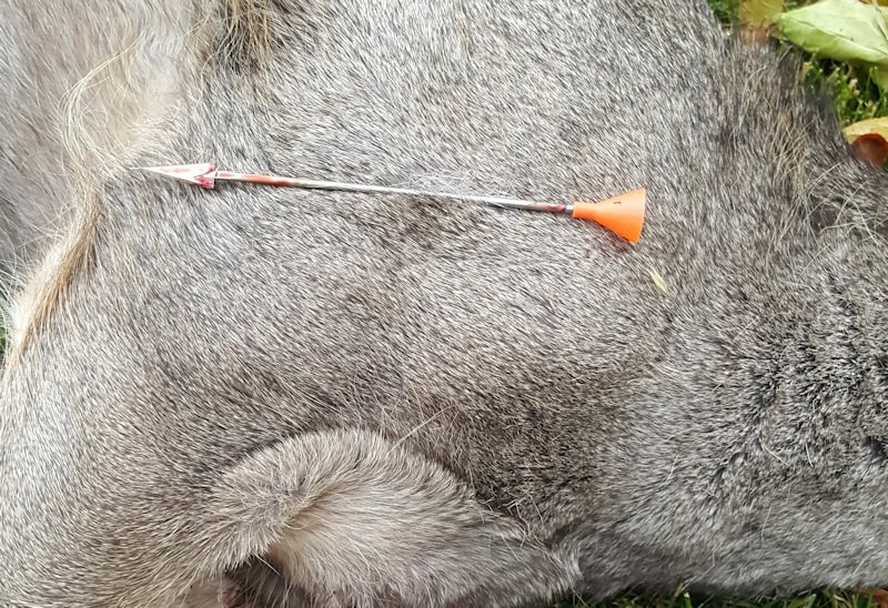 Blow gun darts have hit at least 5 deer in the Burns city limits since late last year