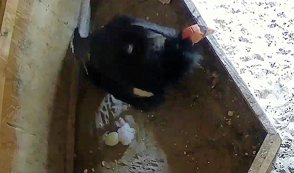 The first California condor chick of 2021 came in spectacular and surprising fashion this week at the Oregon Zoo’s Jonsson Center for Wildlife Conservation. Condor No. 765 laid a second egg just as her first was hatching.