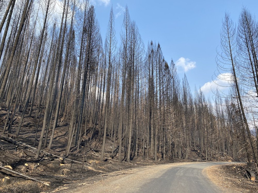 Thousands of Oregon landowners are needing to reforest after the devastating 2020 wildfires. 