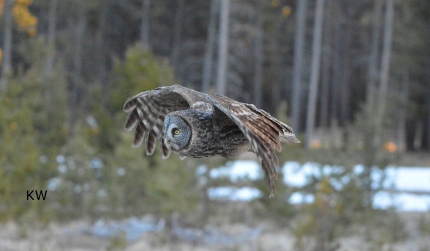 Think Wild released great gray owl in flight 328