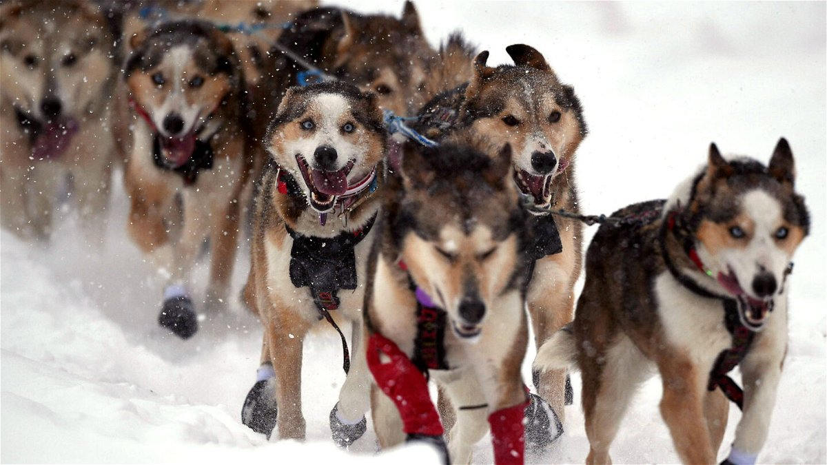 Dogs of Aliy Zirkle's (Two Rivers, AK) team run during the restart of the 2020 Iditarod Sled Dog Race at Willow Lake on March 8, 2020 in Willow, Alaska. 
