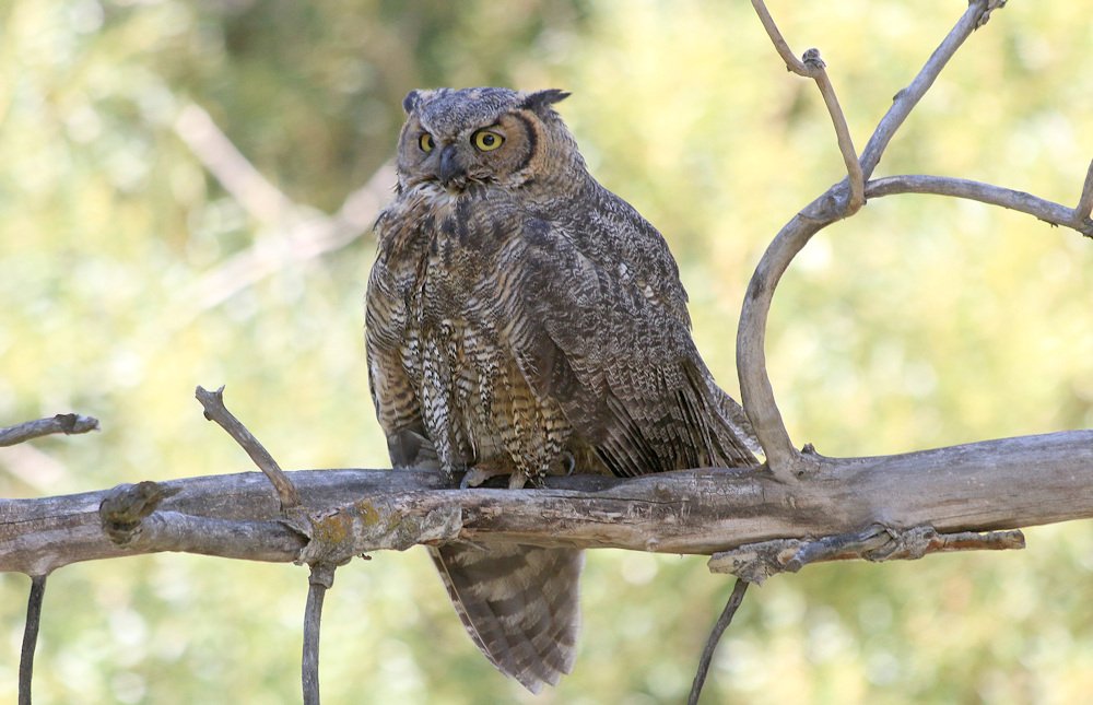 Great horned owl at Hat Rock State Park