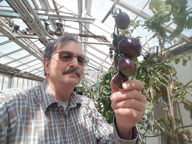 Jim Myers examines the new purple tomato, Midnight Roma