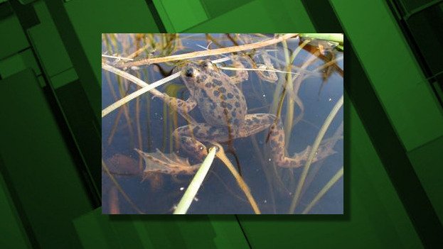 Adult Oregon spotted frog at Dilman Meadows, near Wickiup Reservoir