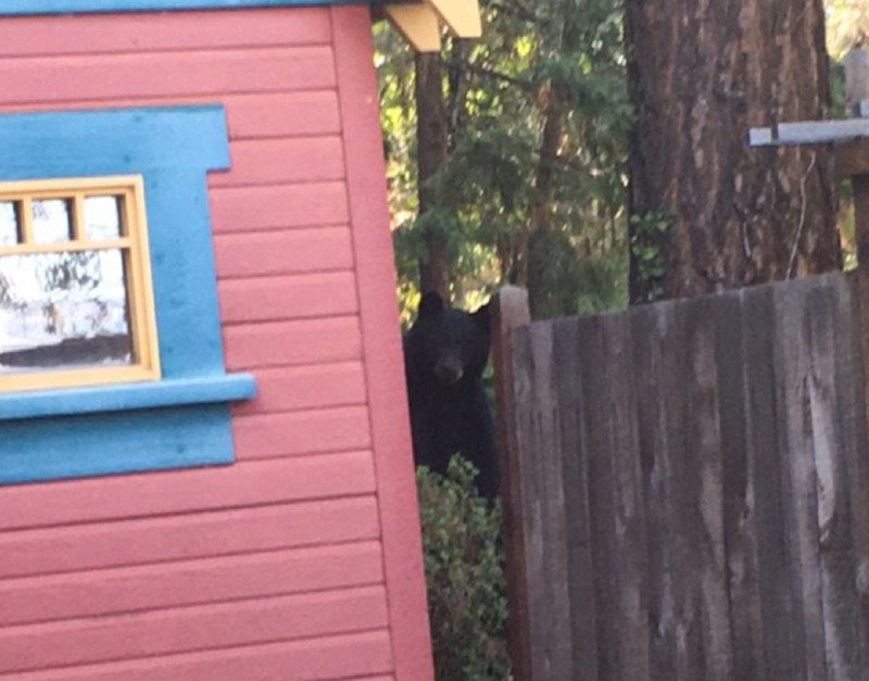 Black bears around Ashland are leaving the woods and entering the city, in search of food