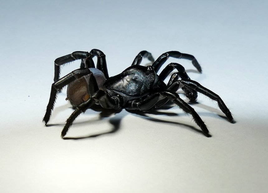 UC Davis Professors Ask Public to Help Name New Spider Species