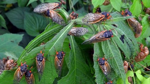Brood X is almost here. Billions of cicadas to emerge in eastern US - KTVZ
