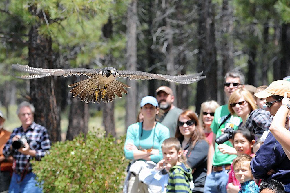 The High Desert Museum's Raptors of the Desert Sky program features owls, hawks and other birds of prey swooping right above the crowd
