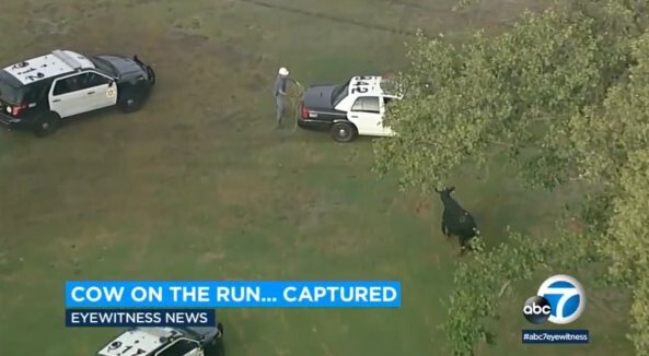 <i>KABC</i><br/>Police on June 24 surround the last of 40 cows that escaped from a slaughterhouse two days earlier.
