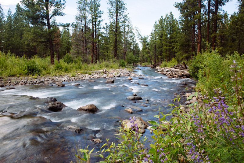 Leased water from DRC’s program will benefit Whychus Creek flows below Three Sisters Irrigation District’s diversion, an important reach for migrating steelhead and native redband trout