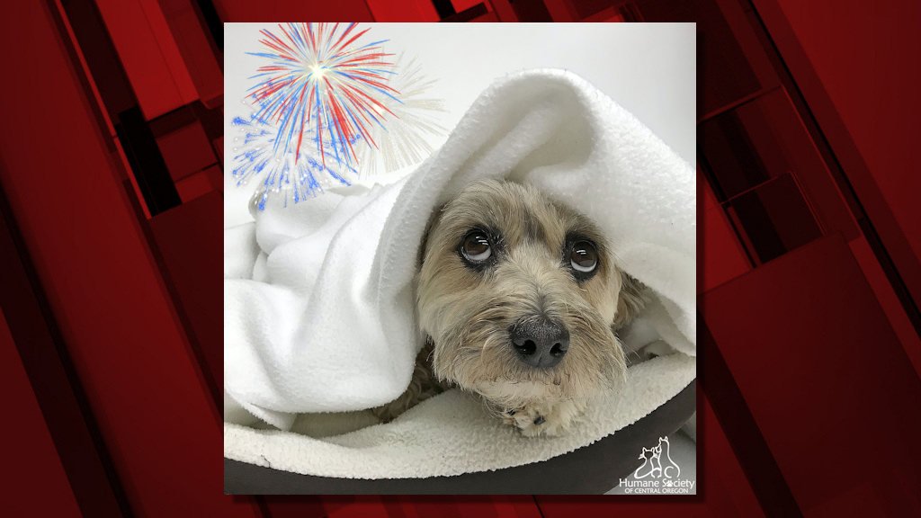 Animal shelters often see a sharp rise in stray animals frightened by Fourth of July fireworks