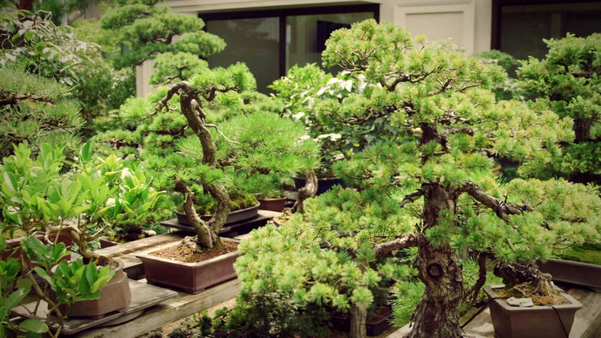 The beauty and balance of Japanese bonsai trees