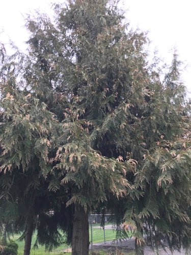 Extreme heat caused this western red-cedar in western Oregon to show wilting and browning of foliage, typical signs of heat stress