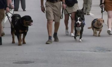 Axel the Rottweiler and the rest of his emotional support buddies from the Crisis Response Canines team.