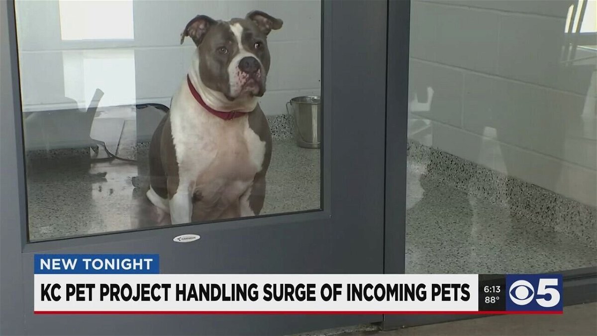 <i>KCTV</i><br/>KC Pet Project has cared for a nearly record-breaking number of animals. Typically