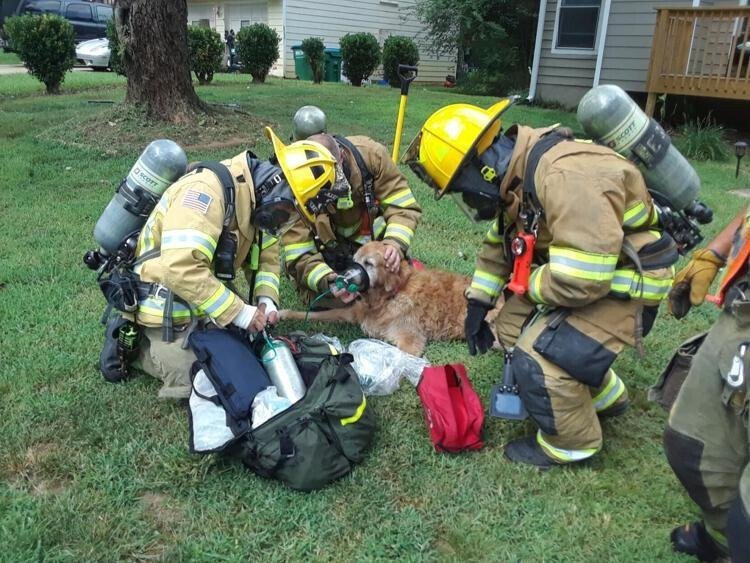 <i>Gwinnett County Fire</i><br/>Gwinnett County firefighters rescued a family's golden retriever after their home caught fire Thursday.