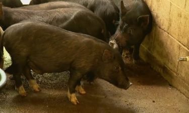 Asheville Humane Society is hosting the 2nd Annual Pig-apalooza Adoption Event where the animal rescue will showcase over 30 pigs and piglets looking for families and farms of their very own.