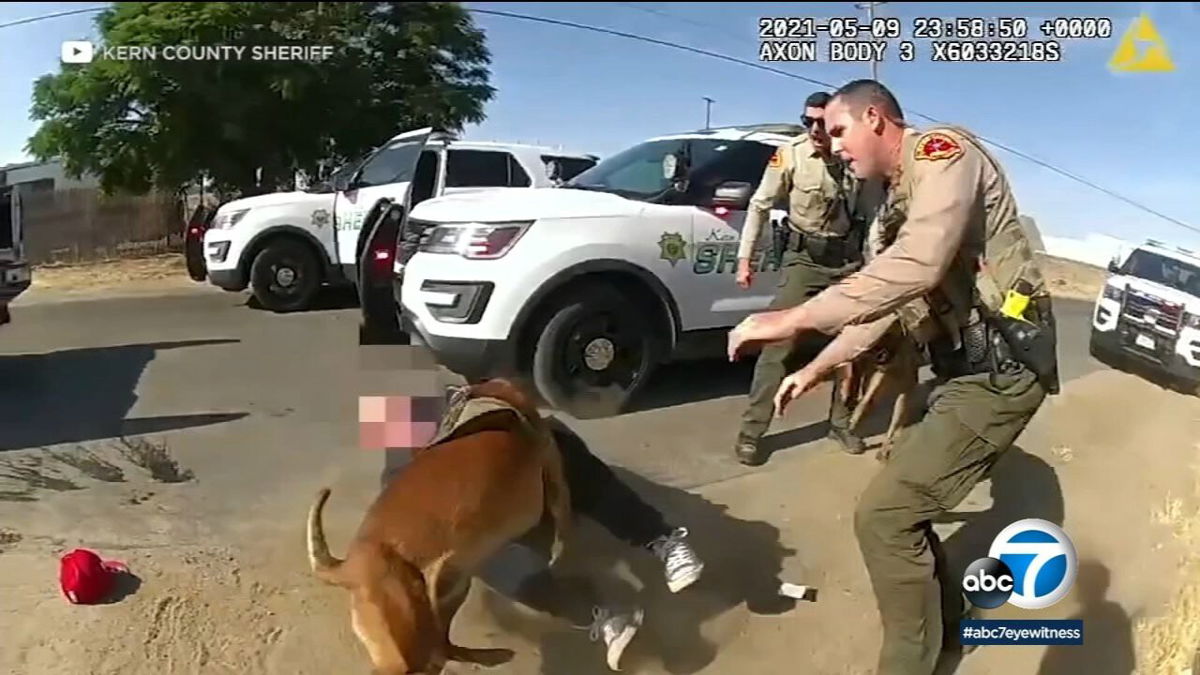 <i>Kern County Sheriff</i><br/>Disturbing body-camera video shows a Kern County sheriff's K-9 who was accidentally released attacking a man who was prone on the ground and complying with deputies' orders.