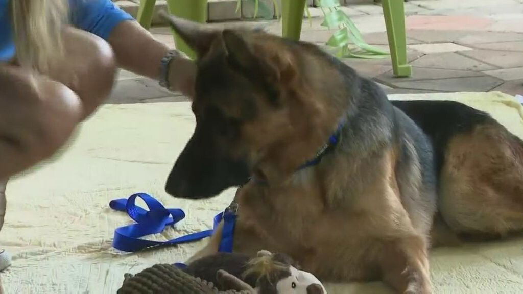 <i>WFOR</i><br/>Ryder was fit with custom-made prosthetic legs and paws and he had to learn to walk again.