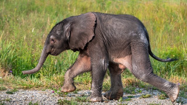 <i>Paul Selvaggio/Pittsburgh Zoo</i><br/>An African elephant calf was born early on July 18 at the Pittsburgh Zoo & PPG Aquarium's International Conservation Center in Somerset County.