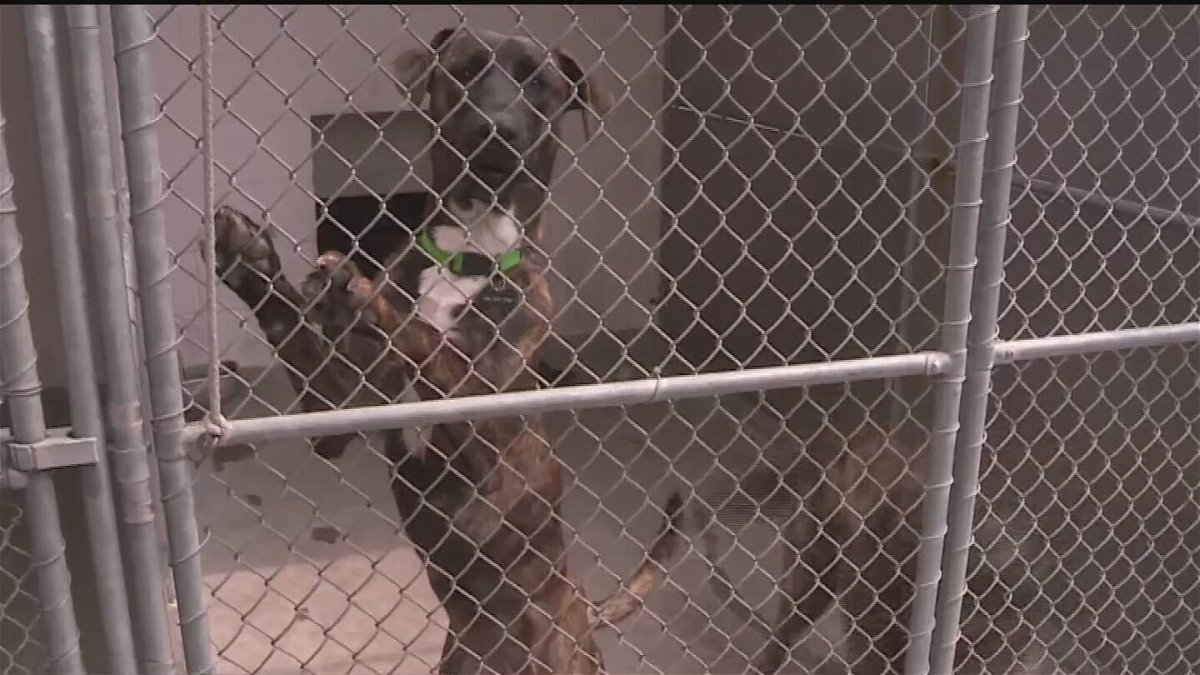 <i>KOVR</i><br/>Animal shelters are being overwhelmed by the number of animals they're taking in.