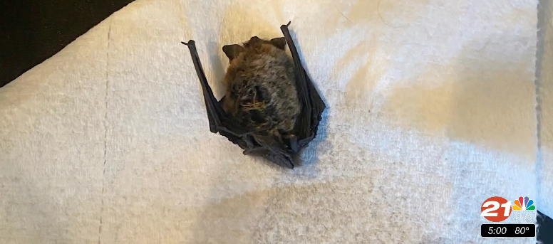 SW Bend resident says her cat brought home dead bat that tested positive for rabies