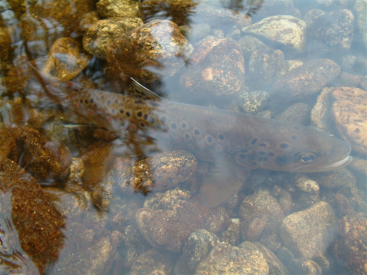 <i>Courtesy Pavel Horký</i><br/>Researchers exposed 40 trout to methamphetamine for a period of eight weeks.