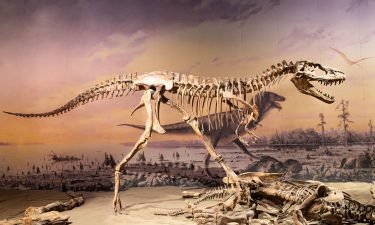 A new study suggests that dinosaurs were in decline for as many as 10 million years before the asteroid that hit off the coast of what is now Mexico dealt the final death blow and that this decline impeded their ability to recover.