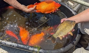 The goldfish ranged in size from about 12 to 15 inches in length and the largest weighed four pounds.