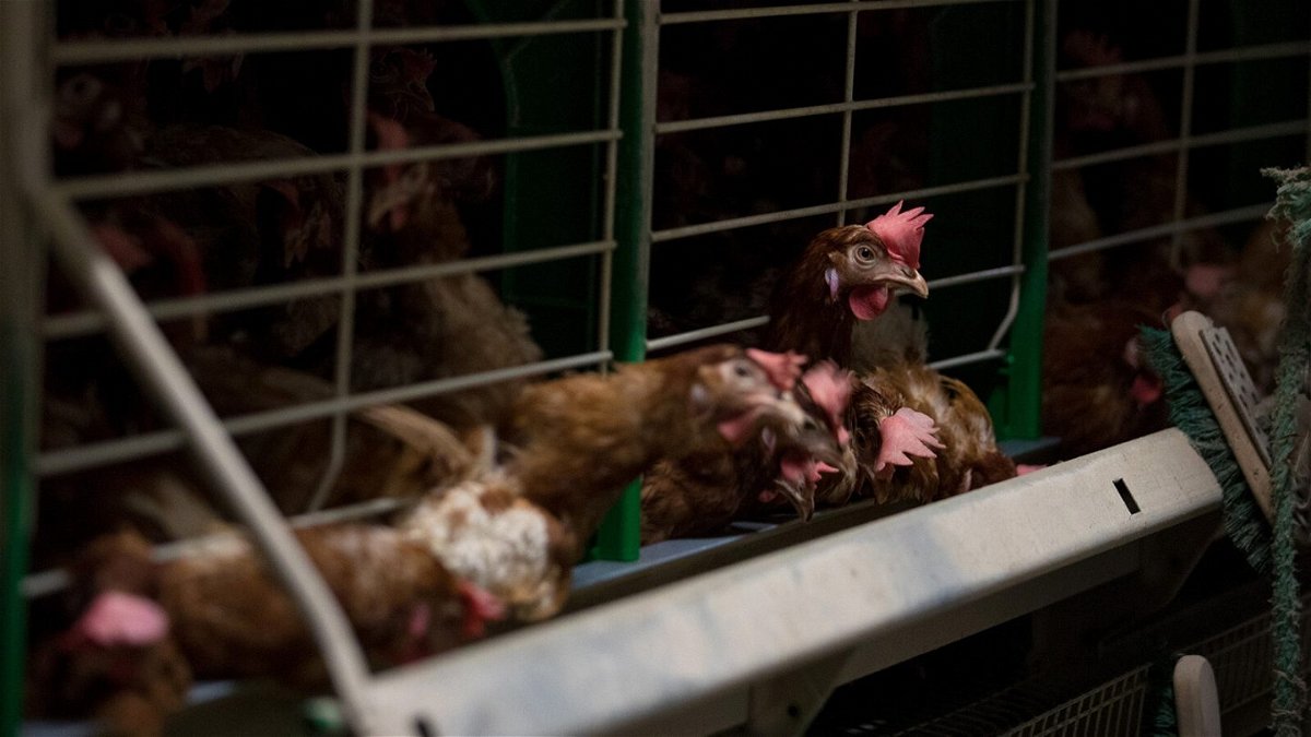 <i>Jasper Juinen/Bloomberg/Getty Images</i><br/>Proposed legislation would phase out cages for farm animals