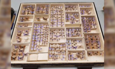 The Field Museum has a collection of extinct Xerces blue butterflies.