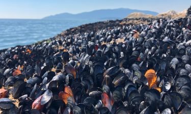 Dead mussels cover the beach at Lighthouse Park in West Vancouver.