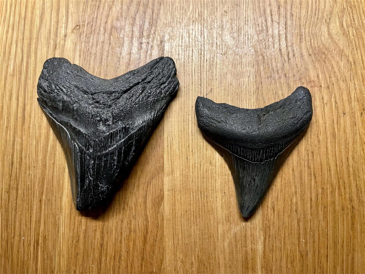 <i>Courtesy Jacob Danner</i><br/>Jacob Danner found two megalodon teeth within a three-week span.