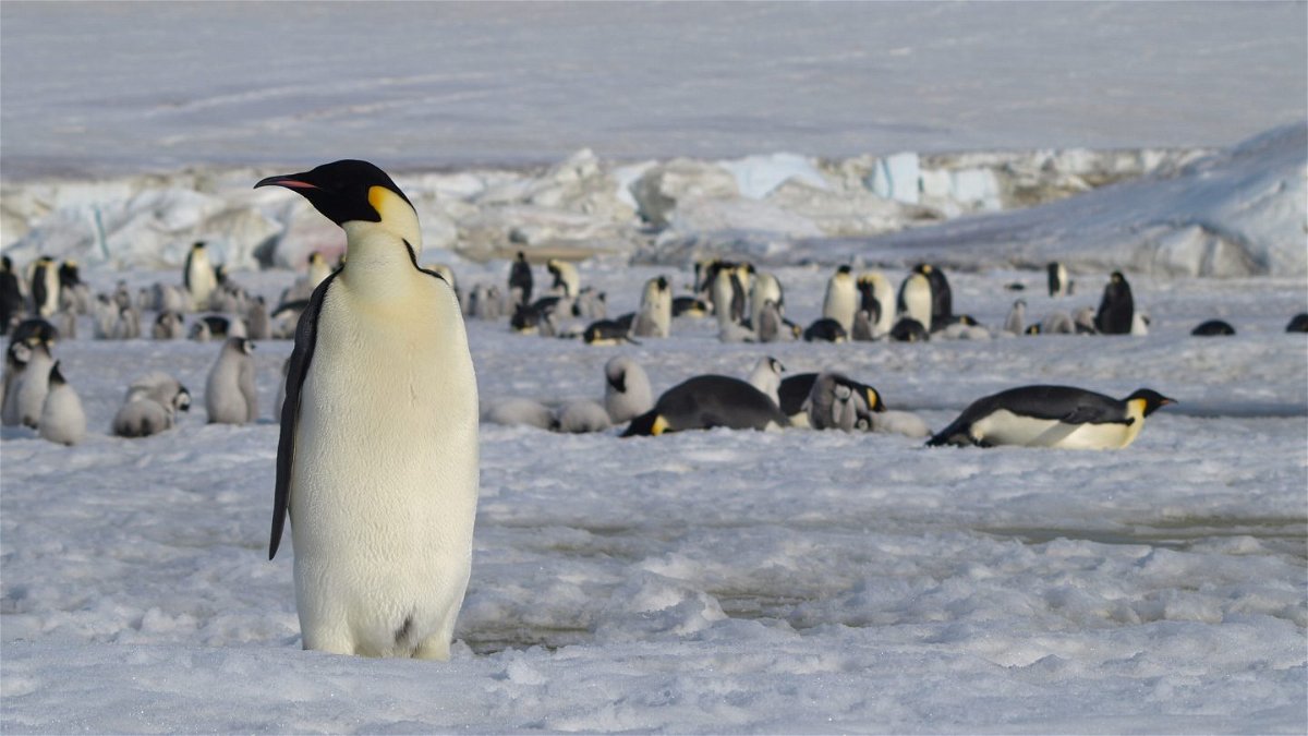 <i>Peter Fretwell/British Antarctic Survey</i><br/>Luckily the penguins have remained covid-free.