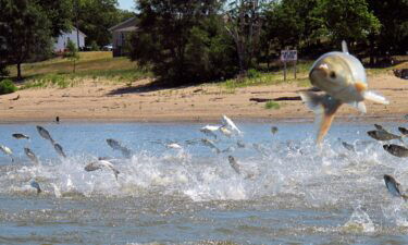 Invasive carp jump from the Illinois River near Havana