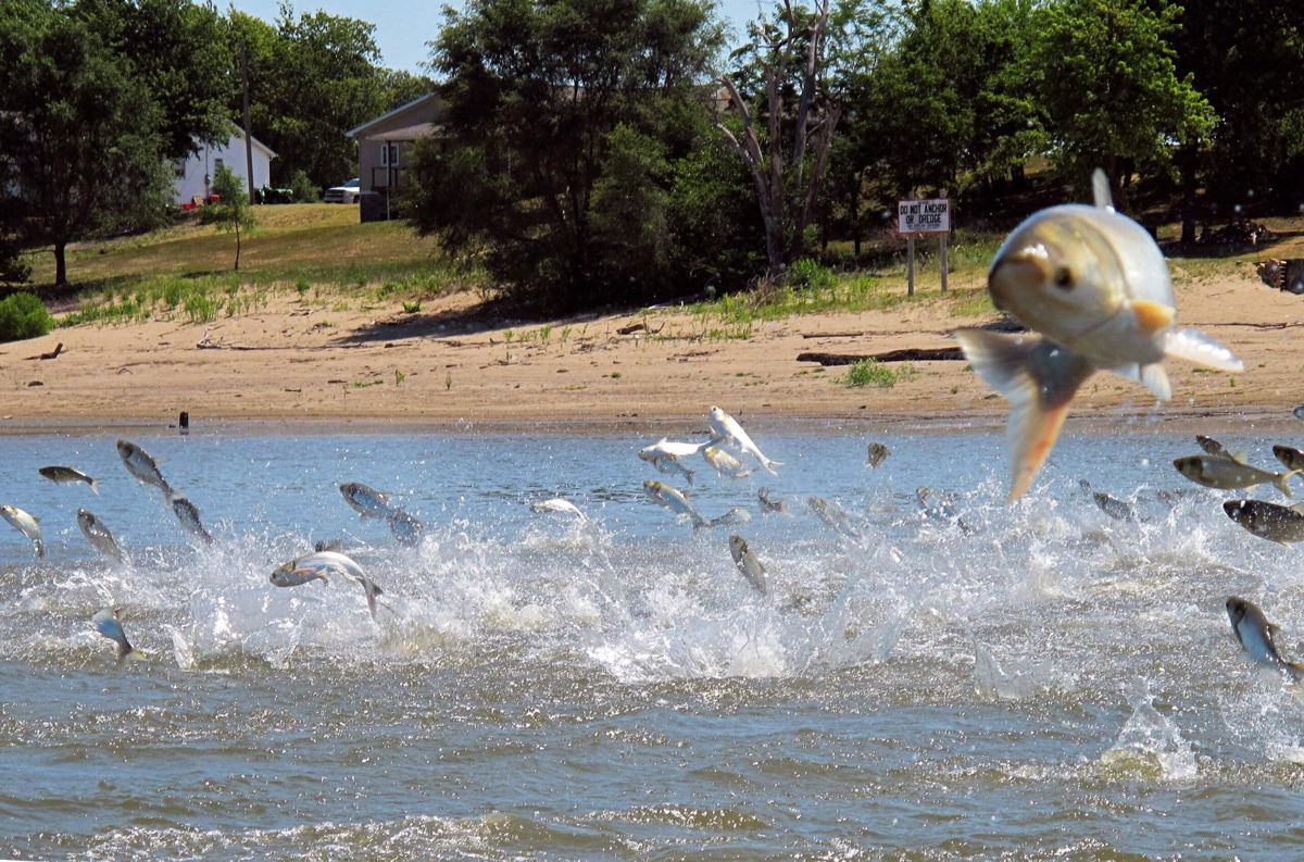 <i>John Flesher/AP</i><br/>Invasive carp jump from the Illinois River near Havana