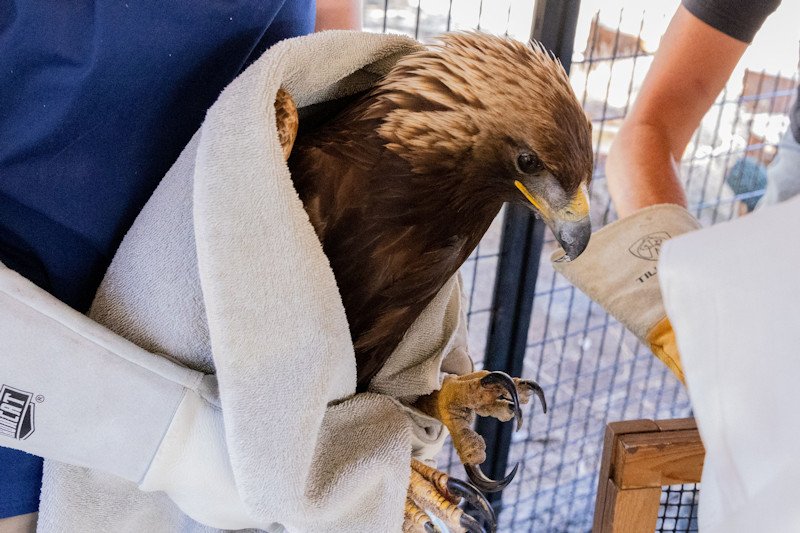 Injured, rescued golden eagle was given donated CT scan in bid to better diagnose path toward full life