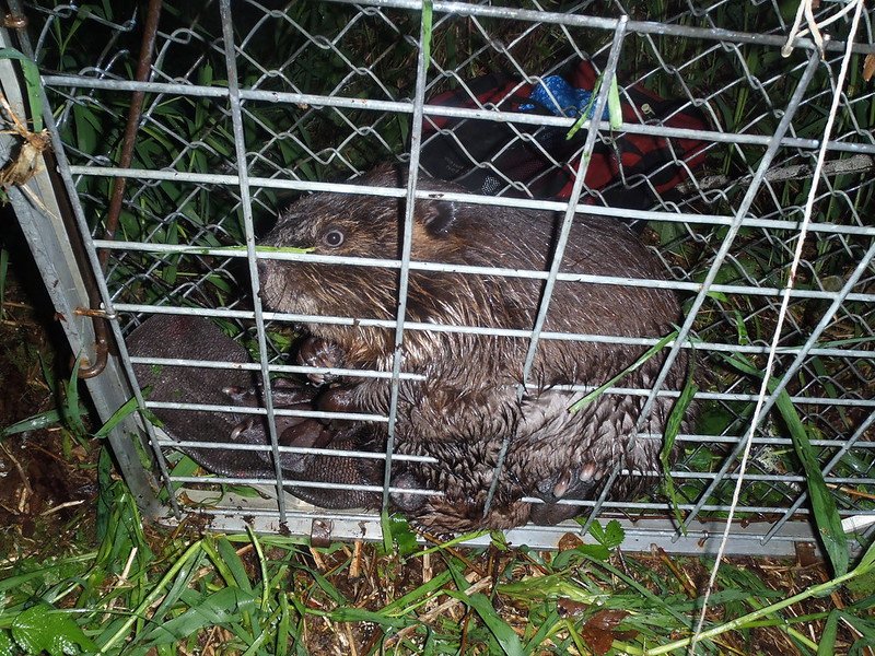 A beaver trapped by Oregon State University and USDA National Wildlife Research Center scientists