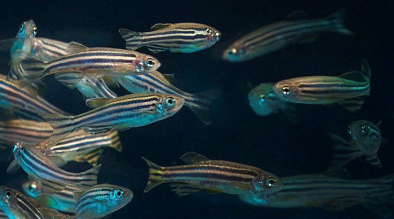 Zebrafish in the lab of Robyn Tanguay at Oregon State University
