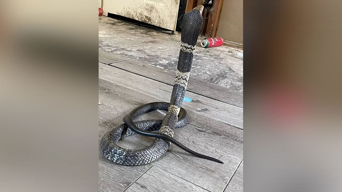 <i>Grand Prairie Police Department</i><br/>This photo of the missing West African Banded Cobra was provided to the Grand Prairie Police Department by the owner of the snake.