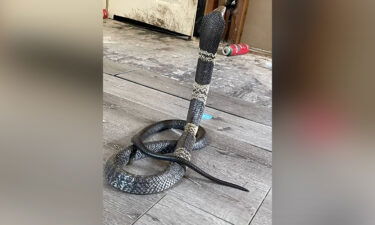 This photo of the missing West African Banded Cobra was provided to the Grand Prairie Police Department by the owner of the snake.