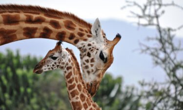 Female giraffes show distress when a calf in the group dies even if it's not their own.