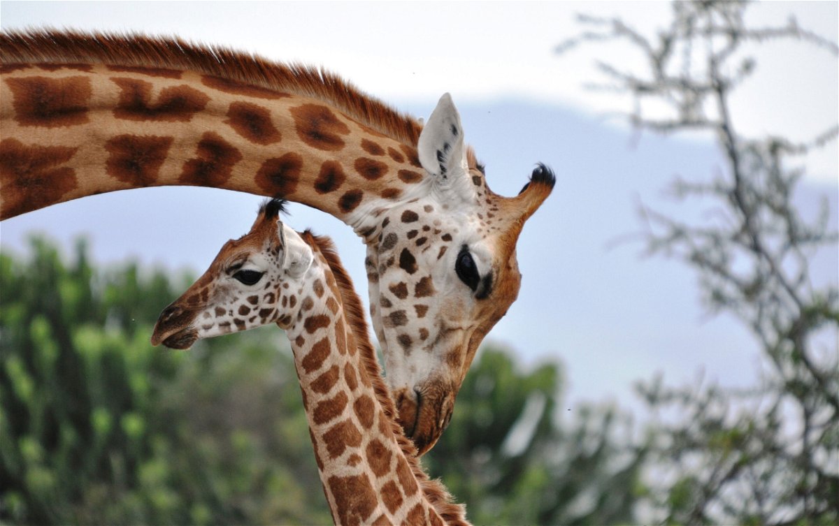 <i>Zoe Muller</i><br/>Female giraffes show distress when a calf in the group dies even if it's not their own.