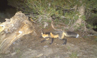 The Sierra Nevada red fox