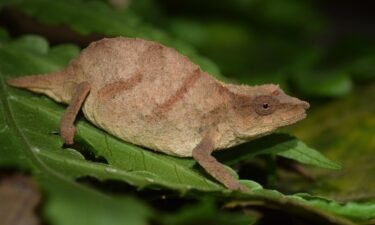 Chapman's pygmy chameleons walk atop and blend in with dead leaves on the forest floor