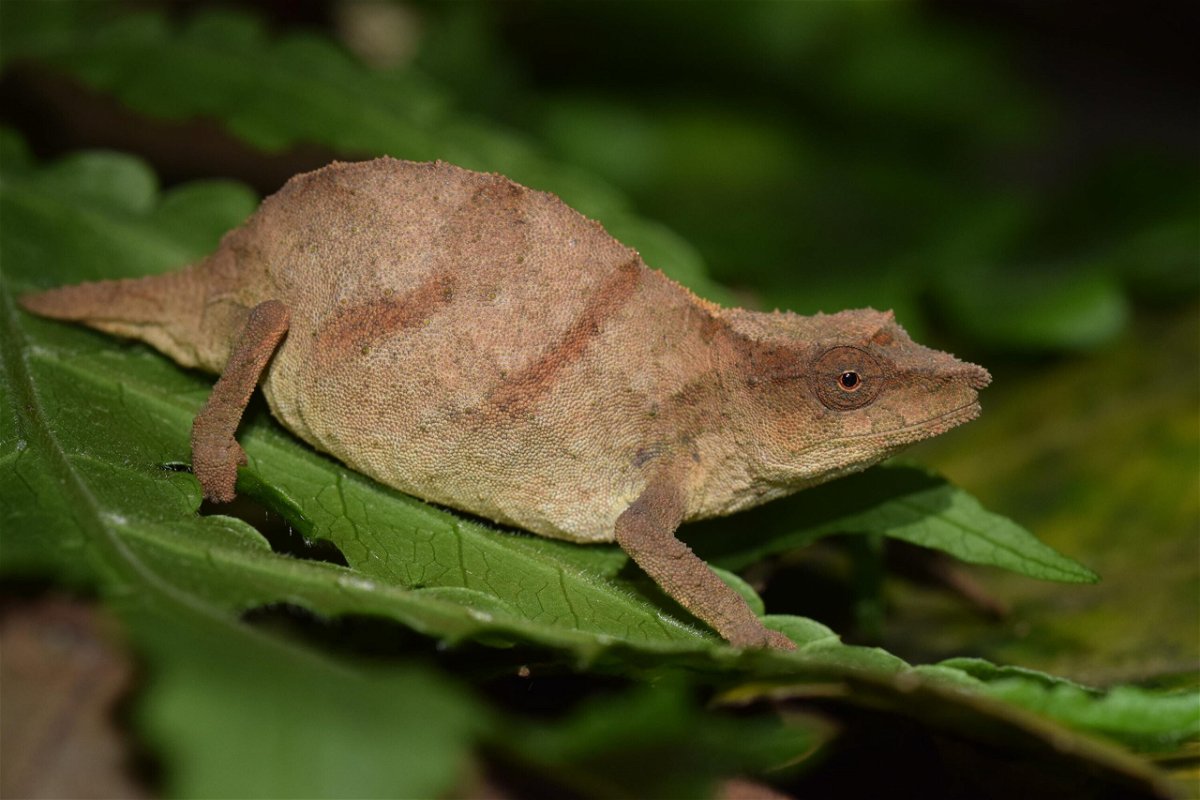 <i>Krystal Tolley</i><br/>Chapman's pygmy chameleons walk atop and blend in with dead leaves on the forest floor