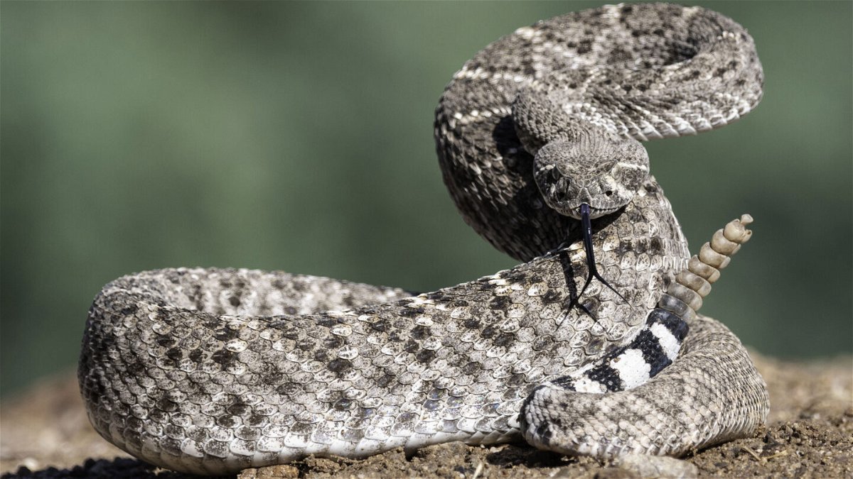 <i>Tom/Adobe Stock</i><br/>Rattlesnakes change their rattle frequency depending on the distance of incoming threats