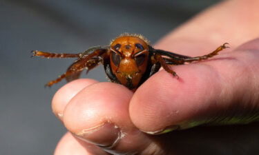 Asian giant hornets are the largest hornets in the world and can grow to be up to two inches long.